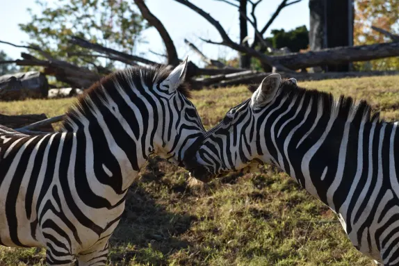 カジノ ロックン ローラ サポート